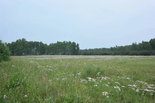 Yaz Sibirya orman, Omsk bölge 