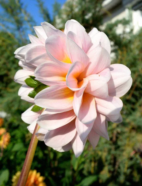Kwiat Georgina Omsk Region Siberia Rosja — Zdjęcie stockowe