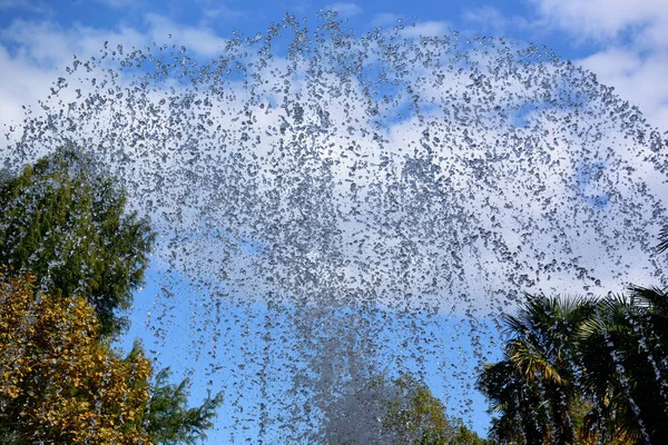Park Riviera şehir Sochi, Rusya'nın Çeşme görünümünü