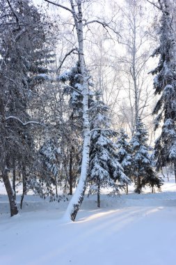 Kış Sibirya Şehir Parkı, Omsk bölge 