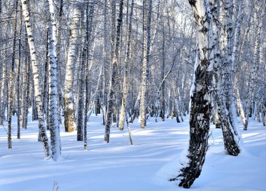 Kış Sibirya Şehir Parkı, Omsk bölge 