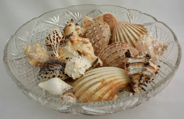 Sea Shells Crystal Vase — Stock Photo, Image