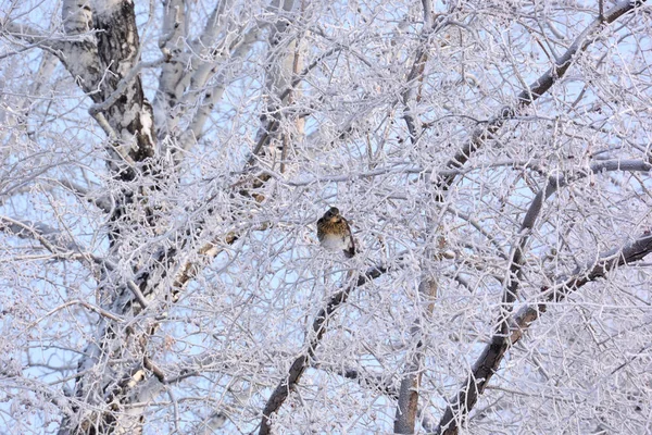 Parco Urbano Siberiano Invernale Regione Omsk — Foto Stock