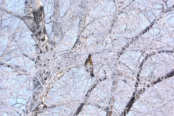 Winter Siberian City Park Omsk Region — Stock Photo, Image