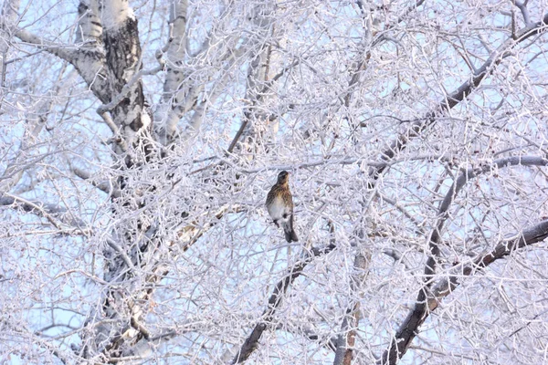 Invierno Parque Ciudad Siberia Región Omsk — Foto de Stock