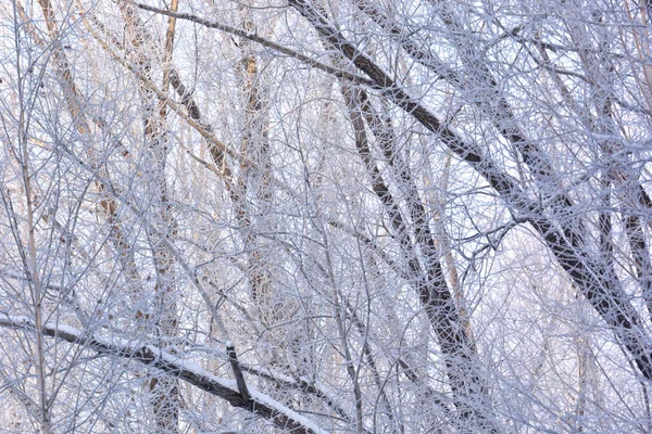 Πάρκο Της Πόλης Της Σιβηρίας Χειμώνα Περιφέρεια Ομσκ — Φωτογραφία Αρχείου