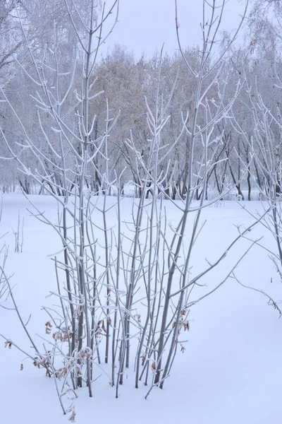Téli Szibériai Városliget Omsk Region — Stock Fotó