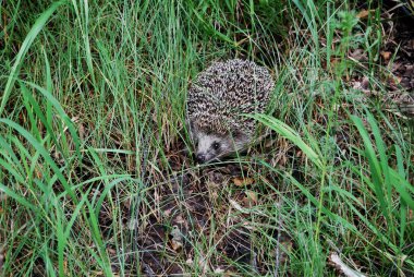 Kirpi bir ormandaki takas, Omsk bölge, Sibirya, Rusya Federasyonu