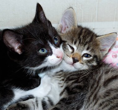 Dinlenme, siyah ve gri kedi yavrusu Omsk bölge, Sibirya, Rusya Federasyonu                              