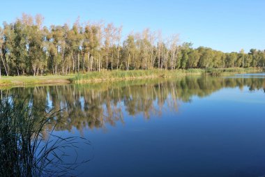 Sonbaharda Sibirya orman, Omsk region, Rusya Federasyonu