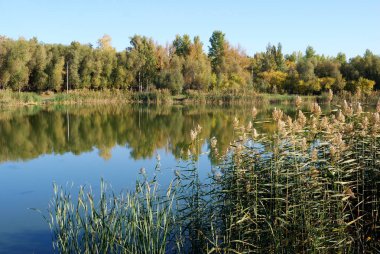 Sonbaharda Sibirya orman, Omsk region, Rusya Federasyonu