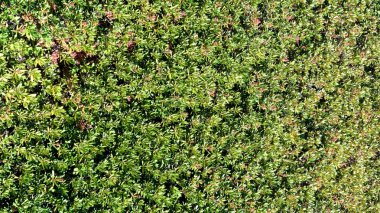 Dağ tesisleri ormangülü, Sochi, Rusya Federasyonu