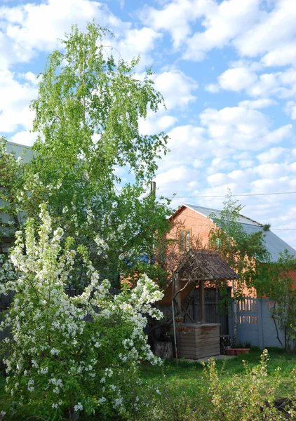 Blommande Äppelträd Trädgården Omsk Regionen Sibirien — Stockfoto