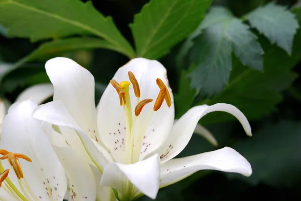 Lilium Región Omsk Siberia Rusia —  Fotos de Stock