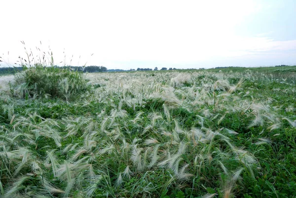 Erba Piuma Coperta Rugiada Mattutina Regione Omsk Russia — Foto Stock