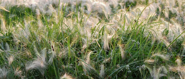 Erba Piuma Coperta Rugiada Mattutina Regione Omsk Russia — Foto Stock