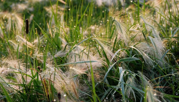 Erba Piuma Coperta Rugiada Mattutina Regione Omsk Russia — Foto Stock