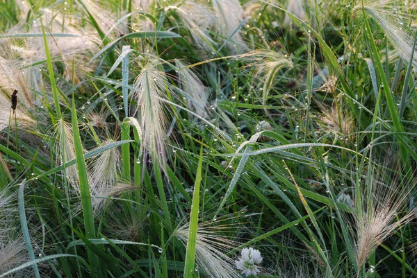 Erba Piuma Coperta Rugiada Mattutina Regione Omsk Russia — Foto Stock