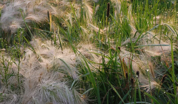 Erba Piuma Coperta Rugiada Mattutina Regione Omsk Russia — Foto Stock