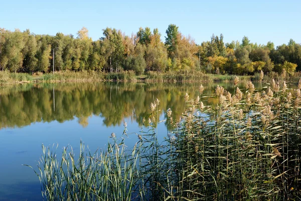 Outono Floresta Siberiana Região Omsk Rússia — Fotografia de Stock