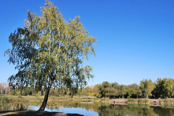 Sonbaharda Sibirya Orman Omsk Region Rusya Federasyonu — Stok fotoğraf