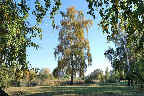 Automne Dans Forêt Sibérienne Région Omsk Russie — Photo