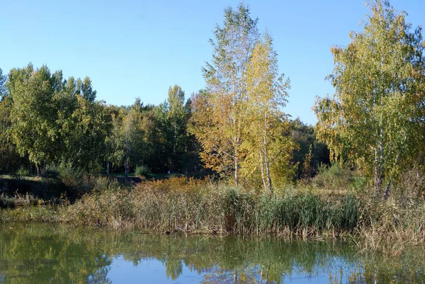 Jesień Lesie Syberyjski Regionie Omsk Rosja — Zdjęcie stockowe