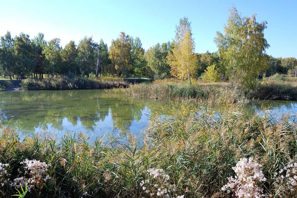 Outono Floresta Siberiana Região Omsk Rússia — Fotografia de Stock