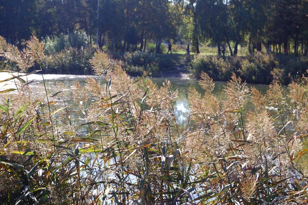 Herfst Het Siberische Woud Omsk Regio Rusland — Stockfoto