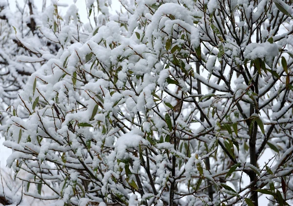 鄂木斯克地区有绿色树叶的树木上的第一场雪 — 图库照片