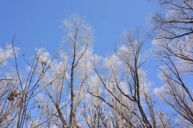 Karla kaplı bitkiler, Omsk bölgesi, Rusya 