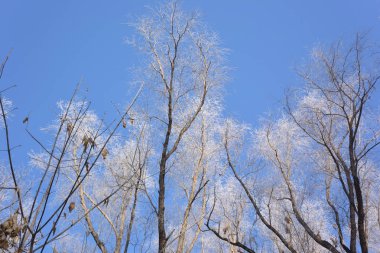 Karla kaplı bitkiler, Omsk bölgesi, Rusya 