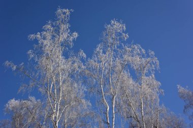 Karla kaplı bitkiler, Omsk bölgesi, Rusya 