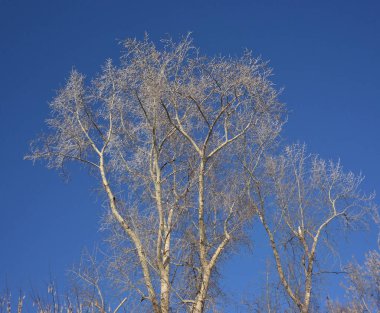Karla kaplı bitkiler, Omsk bölgesi, Rusya 
