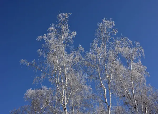 Impianti Coperti Neve Regione Omsk Russia — Foto Stock