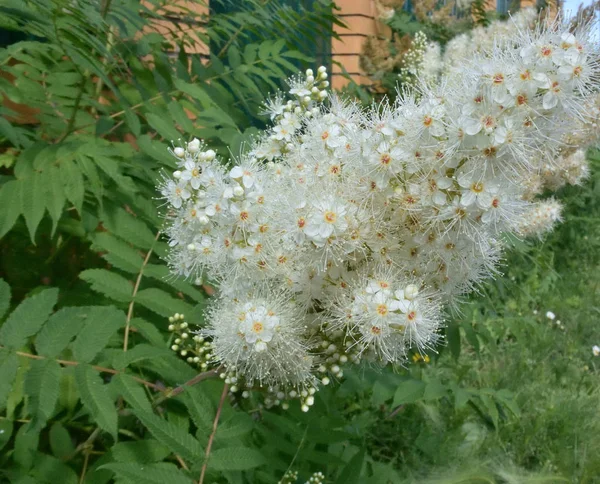 Virág Rowan Omsk Region Szibéria Oroszország — Stock Fotó