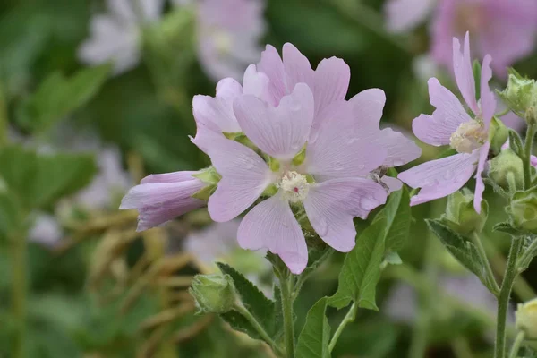 Różowe Kwiaty Różowe Piżmo Mallow Ślaz Piżmowy Omsk Region Siberia — Zdjęcie stockowe