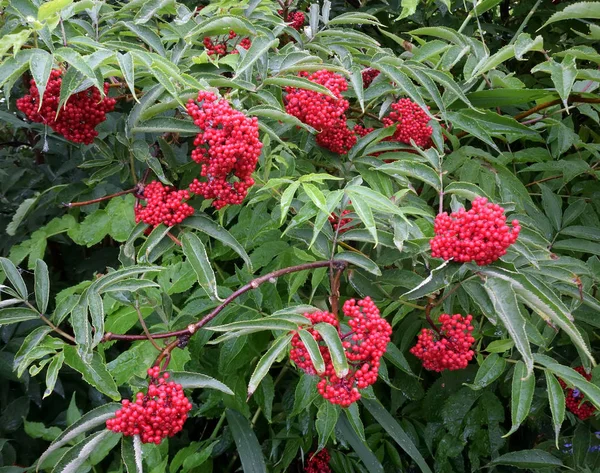 Roter Sambucus Omsk Westsibirien Russland — Stockfoto