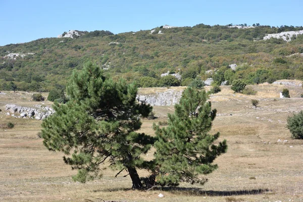 Pinhos Planalto Petri Nas Proximidades Yalta — Fotografia de Stock