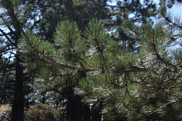 Pinos Meseta Petri Las Proximidades Yalta —  Fotos de Stock