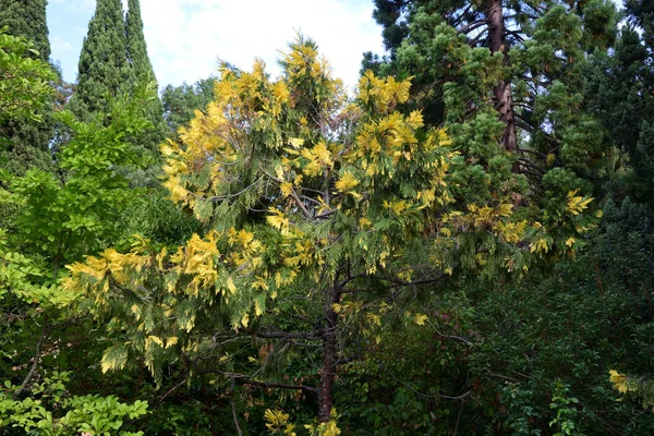 Belos lugares do Jardim Botânico Nikitsky — Fotografia de Stock