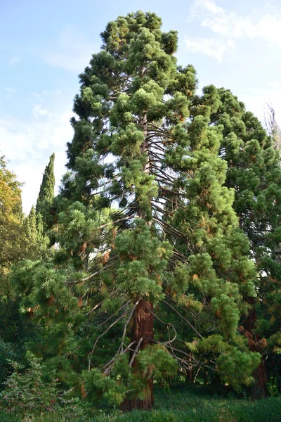 Piękne miejsca Nikitskiego Ogrodu Botanicznego — Zdjęcie stockowe