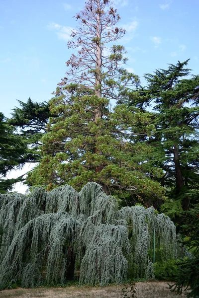 Belos lugares do Jardim Botânico Nikitsky — Fotografia de Stock