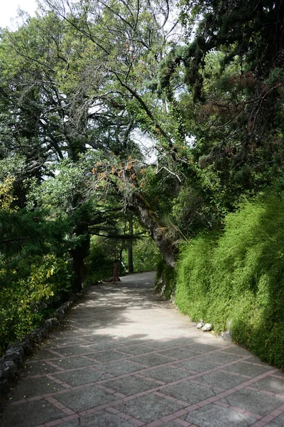 Die schönen Stellen des nikitski botanischen Gartens — Stockfoto