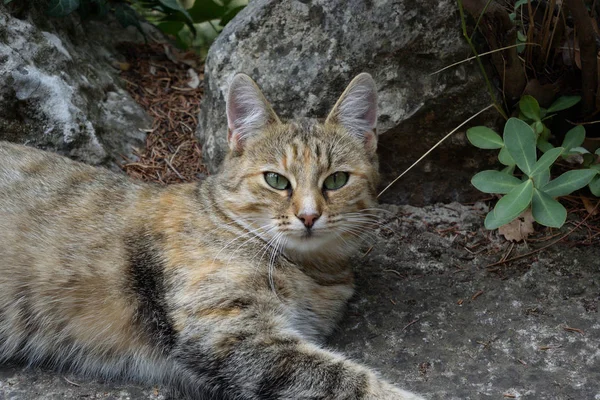Cat of the Nikitsky Botanical Garden — Stock Photo, Image