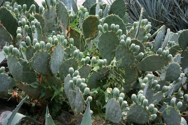 Vackra platser i Nikitsky Botaniska trädgården — Stockfoto