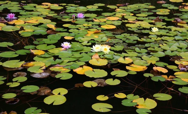 Piękne miejsca Nikitskiego Ogrodu Botanicznego — Zdjęcie stockowe