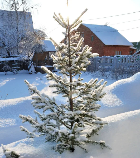 Parque de invierno de la ciudad de Siberia en ventisqueros — Foto de Stock