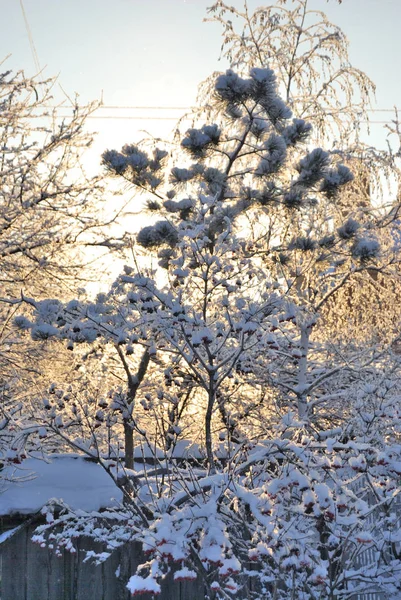 Karla kaplı bitkiler, Omsk bölgesi, Rusya — Stok fotoğraf