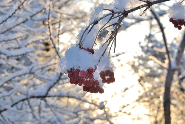 Plantas cubiertas de nieve, región de Omsk, Rusia — Foto de Stock